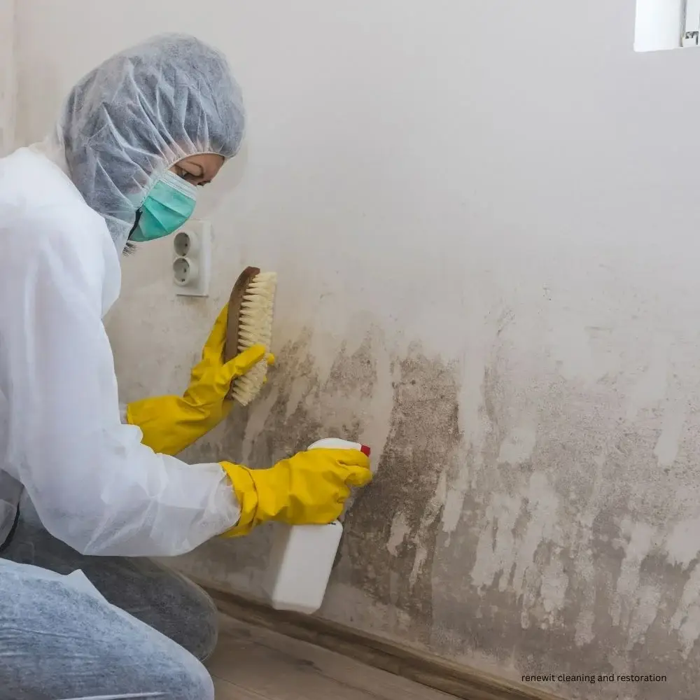 mold remediation in rochester