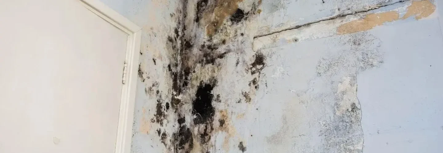 what is mold